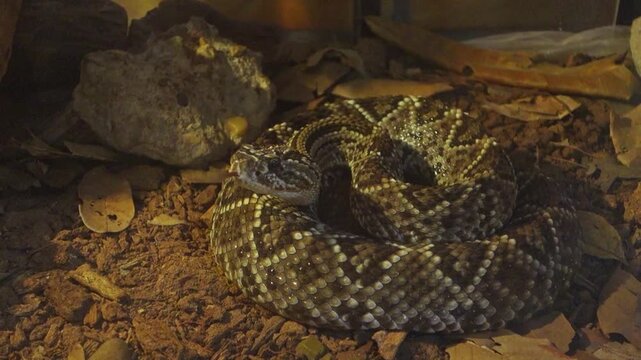 Crotalus durissus snake, or South American rattlesnake, sniffing with tongue. Brazilian Cascavel in captivity, close up