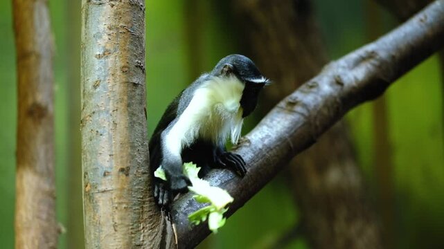 A small monkey in a tree eating a lettuce leaf