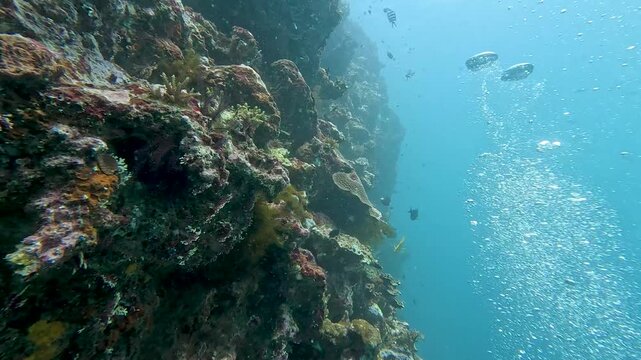 Scuba diving along wall of hard and soft corals on reef in Suva, Viti Levu in Fiji, South Pacific