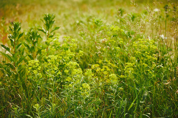 Wilczomlecz sosnka, Euphorbia cyparissias L. © Marcin Łazarczyk
