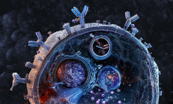 ADC antibody drug conjugate targeting tissue factor on cancer cells. Precision oncology treatment, targeted drug delivery, intracellular payload release, solid tumor therapy, next gen pharmaceutical