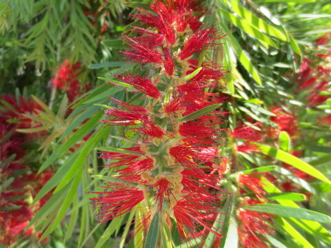 Close-up of a red bottlebrush flower with green leaves. Exotic Callistemon bloom in bright sunlight. Detailed botanical shot of tropical plant petals and stamens.