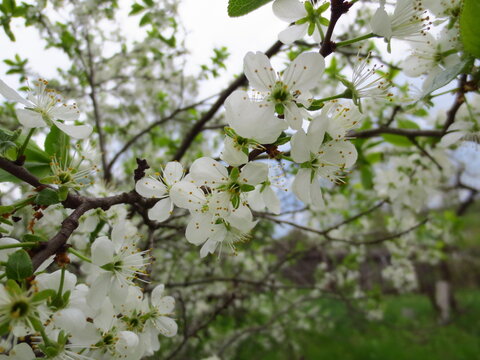 A branch of white cherry blossoms. Spring flowers with yellow stamens and green leaves in an orchard. A beautiful natural backdrop for concepts related to spring and agriculture.