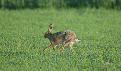 Zając szarak (Lepus europaeus) w pełnym biegu przez zielone pole, dynamiczne ujęcie dzikiej przyrody. © Joanna