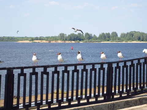 Seagulls sitting on a black metal fence along a river embankment. Flying gull in the blue sky above a scenic water landscape with a distant sandy shore and green trees.