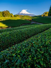 Green tea field foreground with Mount Fuji as background, Shizuoka Prefecture, Japan © lkunl