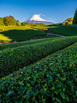 Green tea field foreground with Mount Fuji as background, Shizuoka Prefecture, Japan