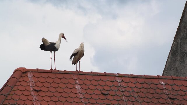 storks in nest and on a roof 4K   
