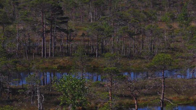 Aerial view of Kemeri peat bog in Latvia shows blue pools, cotton grass, stunted pines, and marsh hummocks. Ripples and swaying saplings suggest a light breeze.
