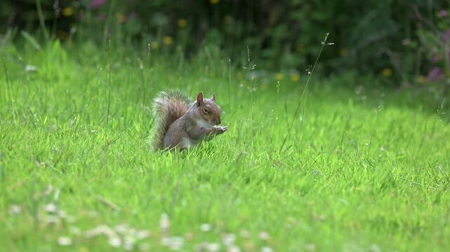 Young Grey Squirrel (Sciurus carolinensis) cleaning its face and whiskers, then grooming its tail. June, Kent, UK [Half speed]