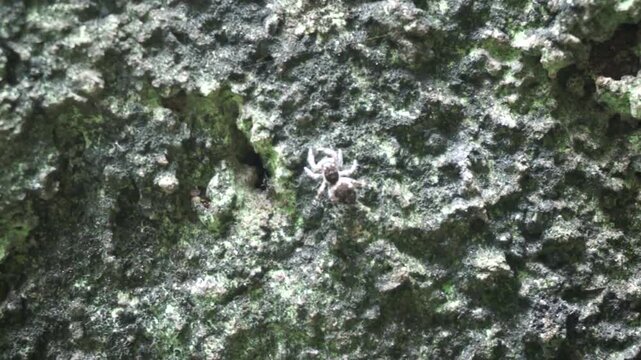Macro close-up footage of a small camouflage jumping spider (Salticidae) crawling on a rough, mossy wall surface. Ideal for nature documentaries, wildlife biology, insect research, camouflage concept,