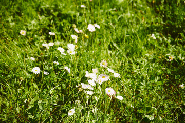 Stokrotka, Bellis L. © Marcin Łazarczyk