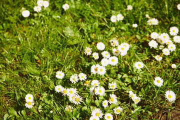 Stokrotka, Bellis L. © Marcin Łazarczyk