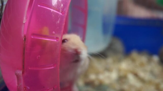 Close-up of a cute hamster running inside a pink exercise wheel in its cage