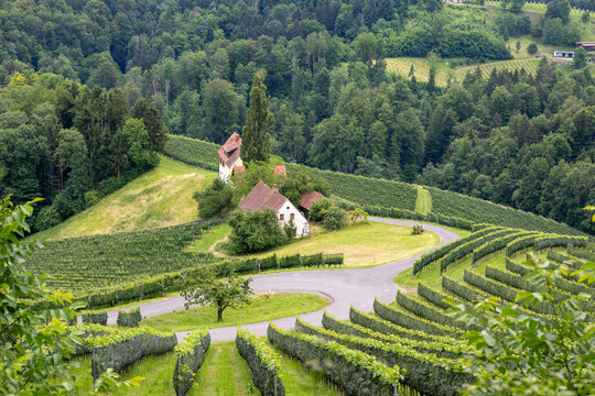 Vineyards and an old farm in south styria in austria, europe in early summer