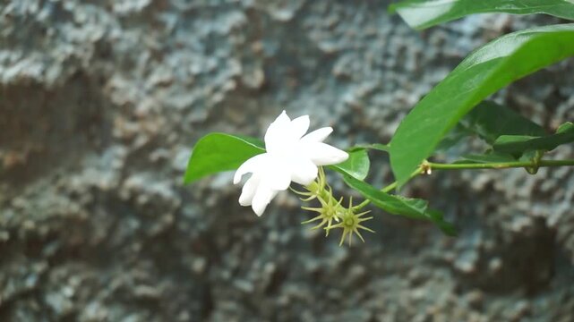 Close-up shot of a blooming white jasmine flower (Jasminum sambac) with fresh green leaves in the garden.