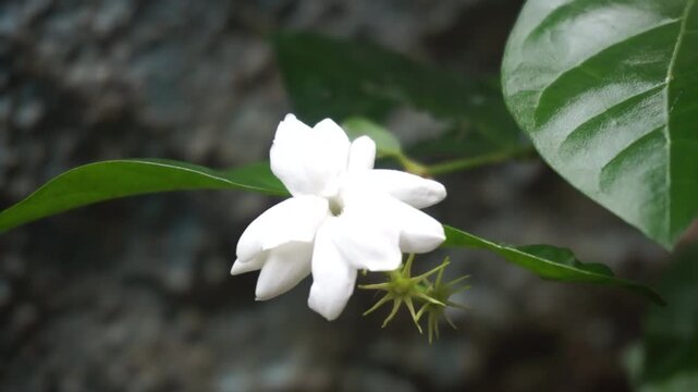 Close-up shot of a blooming white jasmine flower (Jasminum sambac) with fresh green leaves in the garden.