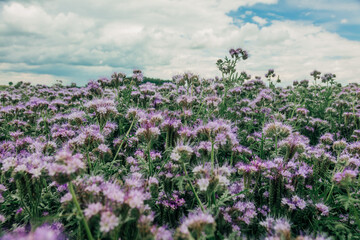 Fototapeta premium Phacelia field full of bees in summer, blooming flowers, pollination, nature.