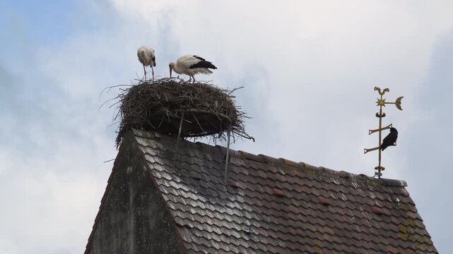storks in nest and on a roof 4K   
