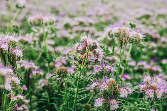 Phacelia field full of bees in summer, blooming flowers, pollination, nature.