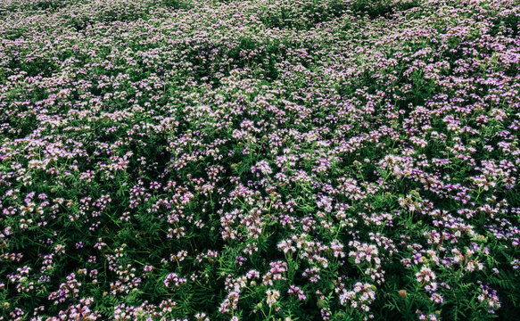 Phacelia field full of bees in summer, blooming flowers, pollination, nature.