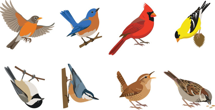 Colorful Songbird Vector Set with Perching, Flying and Feeding Bird Illustrations