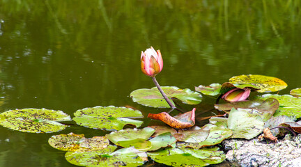 Seerosenblüte geschlossen © Heinrich