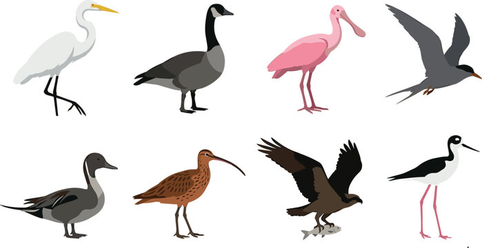 Wild Bird Vector Collection with Wading Birds, Waterfowl and Raptors