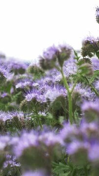 Phacelia field full of bees in summer, blooming flowers, pollination, nature.