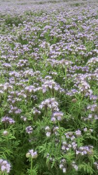 Phacelia field full of bees in summer, blooming flowers, pollination, nature.