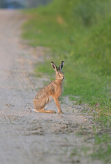 Zając szarak (Lepus europaeus) siedzący czujnie na piaszczystej wiejskiej drodze, dzika przyroda. © Joanna