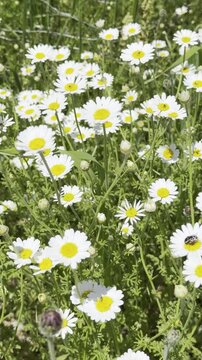 Daisy Garden Close-Up with Slow Motion Petals in a Sunny Meadow Ultra-High Detail Macro, Soft Bokeh, Spring Flower Field, Wind Natural Light (4K)
