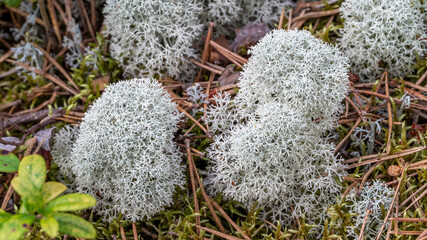 Naklejka premium Natural reindeer moss Cladonia stellaris growing on the forest floor in Hailuoto, Finland.