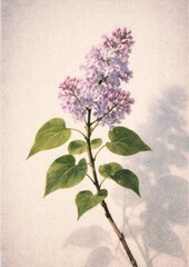 Obraz premium Delicate lilac branch art