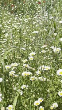 Daisy Garden Close-Up with Slow Motion Petals in a Sunny Meadow Ultra-High Detail Macro, Soft Bokeh, Spring Flower Field, Wind Natural Light (4K)