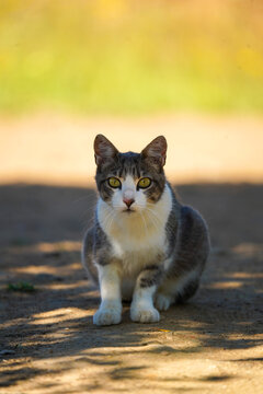 Portrait of a curious tabby cat with white markings sitting on a sunlit dirt path, looking directly at the camera. The image features soft natural lighting.