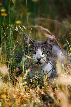 A focused portrait of a tabby cat with white markings hidden among tall grass and wild plants, gazing intently forward.