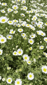 Daisy Garden Close-Up with Slow Motion Petals in a Sunny Meadow Ultra-High Detail Macro, Soft Bokeh, Spring Flower Field, Wind Natural Light (4K)