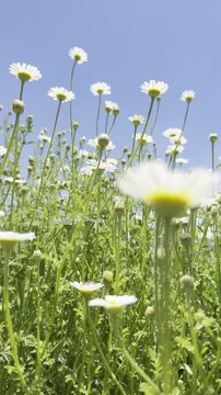 Daisy Garden Close-Up with Slow Motion Petals in a Sunny Meadow Ultra-High Detail Macro, Soft Bokeh, Spring Flower Field, Wind Natural Light (4K)