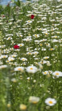 Daisy Garden Close-Up with Slow Motion Petals in a Sunny Meadow Ultra-High Detail Macro, Soft Bokeh, Spring Flower Field, Wind Natural Light (4K)