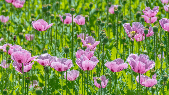 Fleurs de pavot somnif&egrave;re (Papaver somniferum), &eacute;galement appel&eacute; pavot &agrave; opium, cultiv&eacute;s dans un champ agricole en France