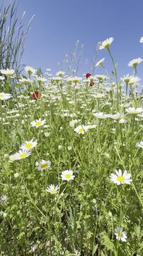 Daisy Garden Close-Up with Slow Motion Petals in a Sunny Meadow Ultra-High Detail Macro, Soft Bokeh, Spring Flower Field, Wind Natural Light (4K)
