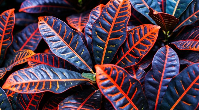 Vibrant tropical leaves with striking red and purple patterns