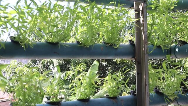 Leafy vegetables thrive in a productive hydroponic growing system.