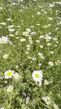 Daisy Garden Close-Up with Slow Motion Petals in a Sunny Meadow Ultra-High Detail Macro, Soft Bokeh, Spring Flower Field, Wind Natural Light (4K)