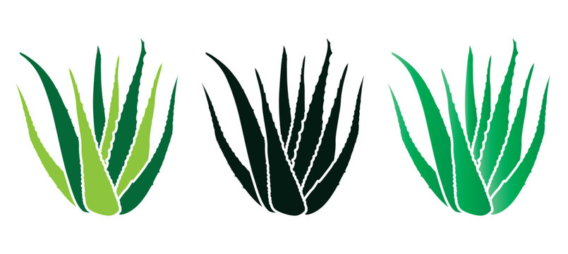 Aloe vera plant icon design