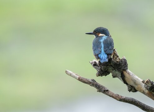 Kingfisher (Alcedo atthis) sitting on an old branch, perch and looking for prey, Lower Saxony, Germany