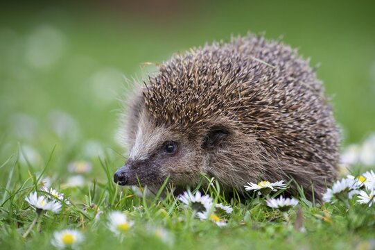 Cute hedgehog, brown-breasted hedgehog (Erinaceus europaeus) in the garden, Vechta, Lower Saxony, Germany
