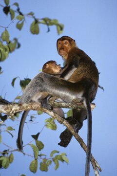 Proboscis Monkeys (Nasalis larvatus), mother with baby, nursing, Borneo