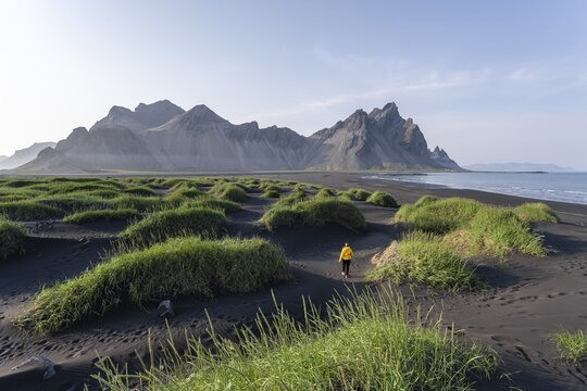 Young woman with rain jacket hiking, black lava beach, sandy beach, dunes with dry grass, mountains Klifatindur, Eystrahorn and Kambhorn, headland Stokksnes, mountain range Klifatindur, Austurland, East Iceland, Iceland